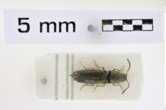 Foto (Dorsalansicht) von Limonius quercinus (NHMW-ZOO-COL-0008615)